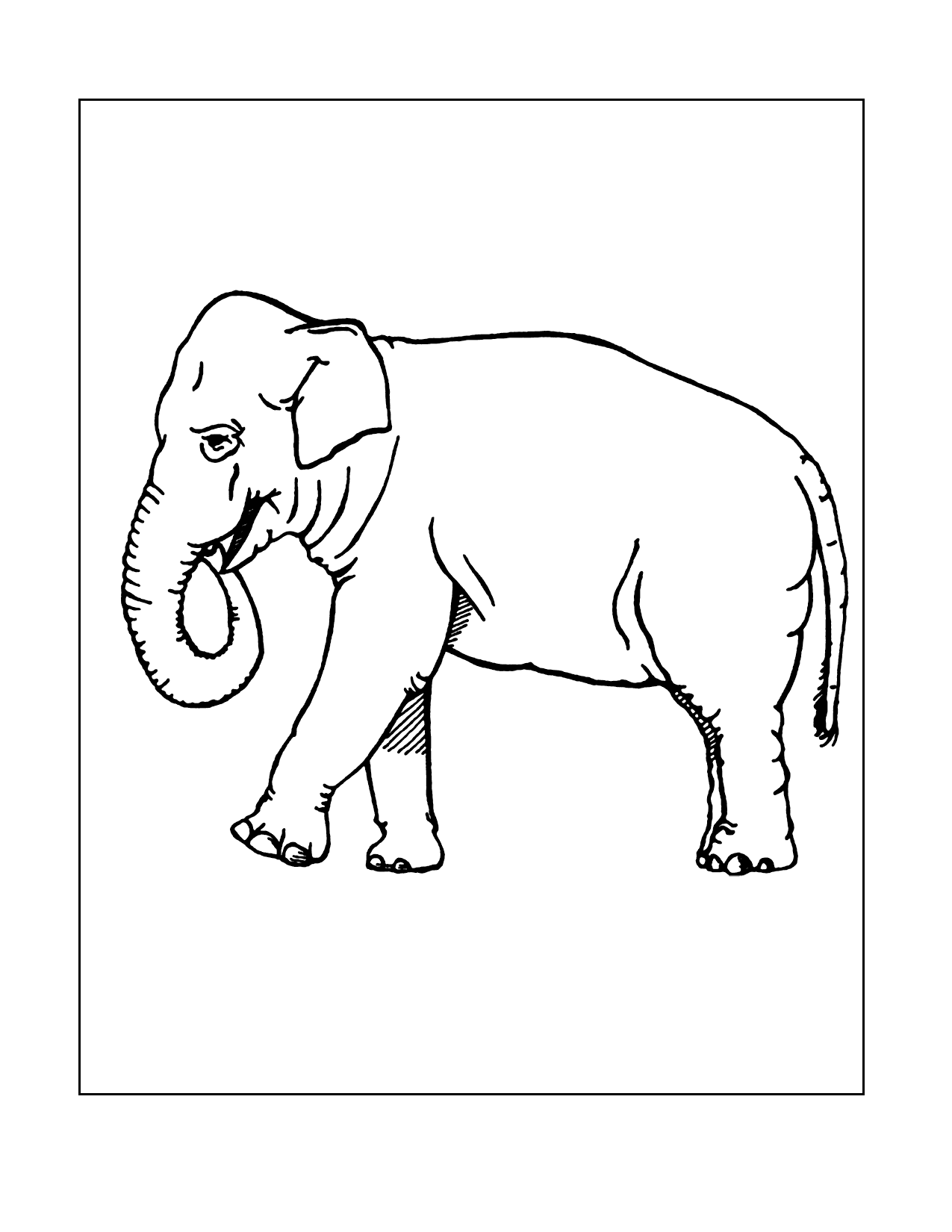 Adult Elephant Coloring Page