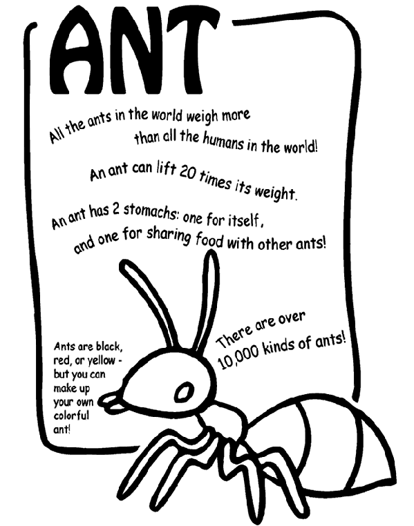 Ant Facts Page