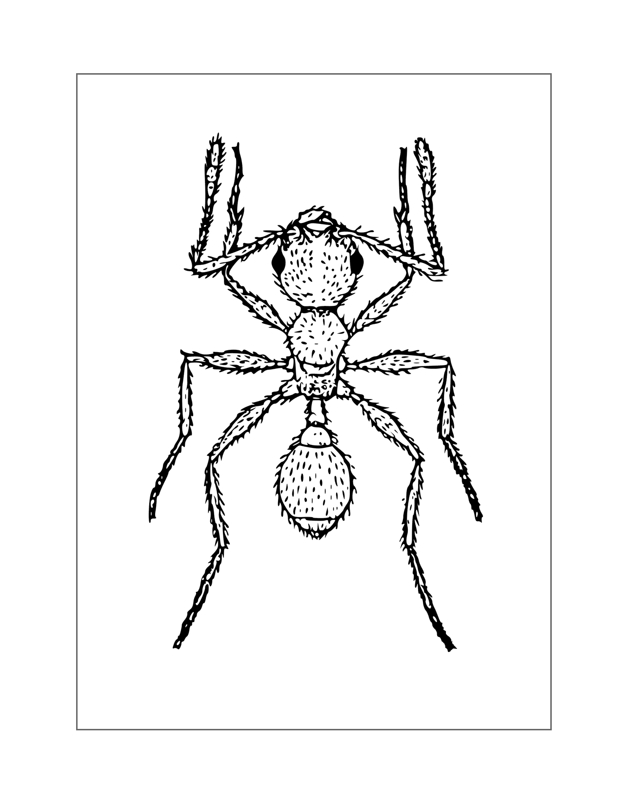 Ant Illustration Coloring Page