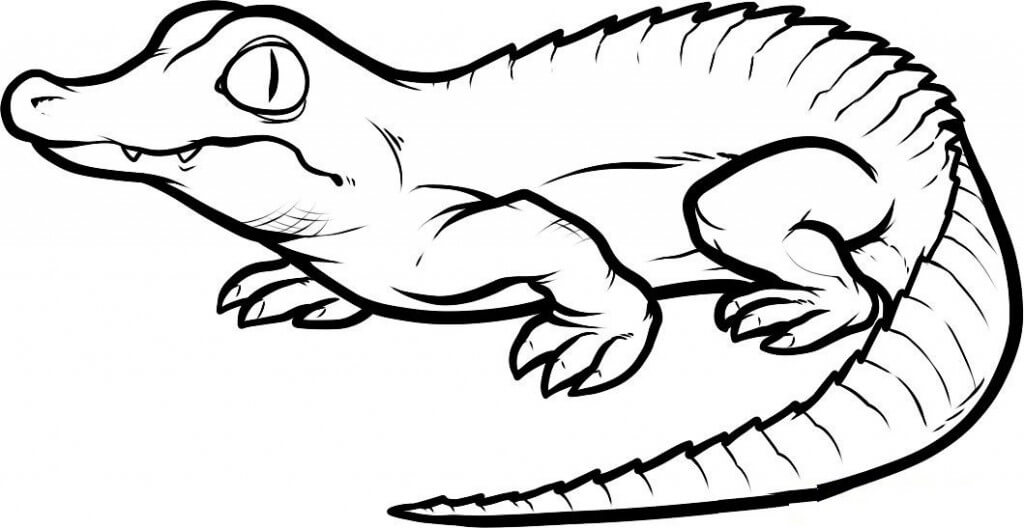 Baby Crocodile Coloring Page Coloring Rocks