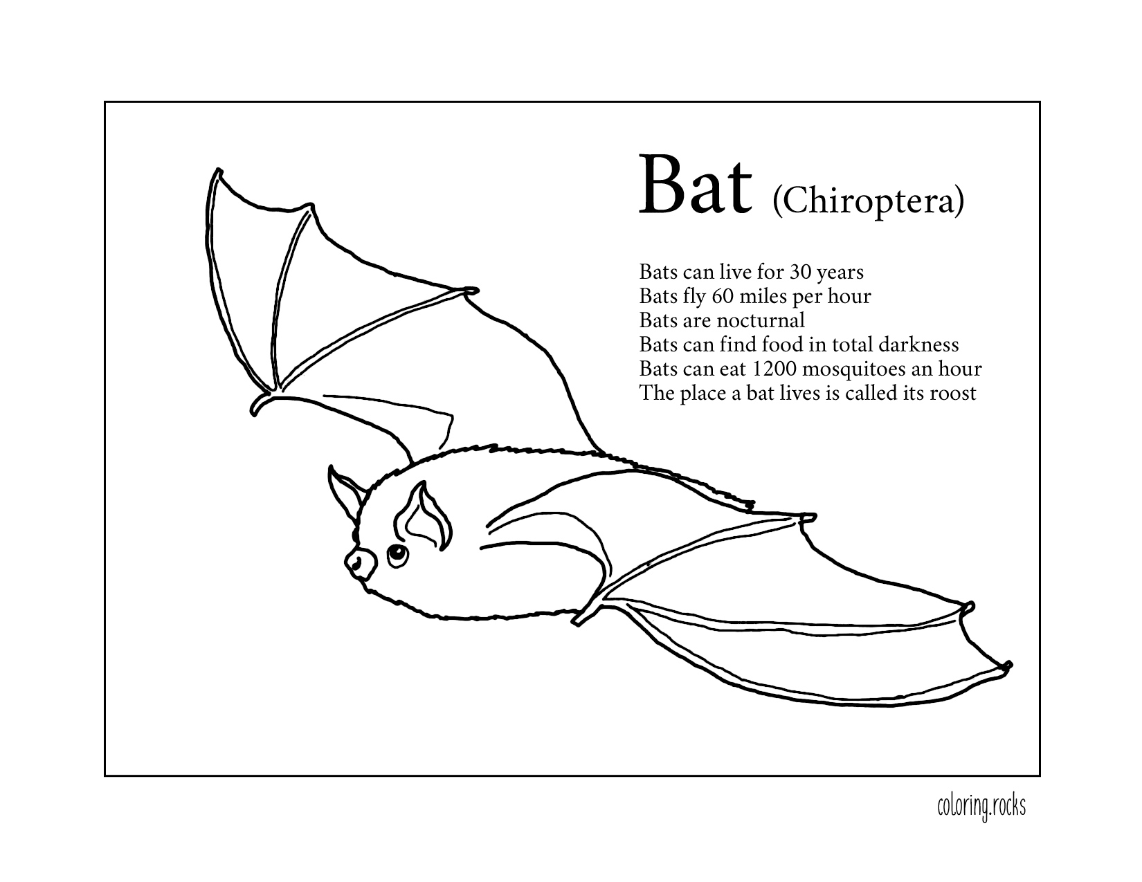 Bat Printable Factsheet
