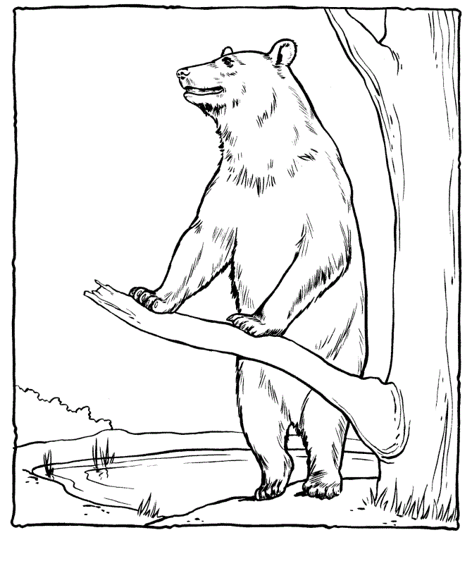 Bear Animal Coloring Pages