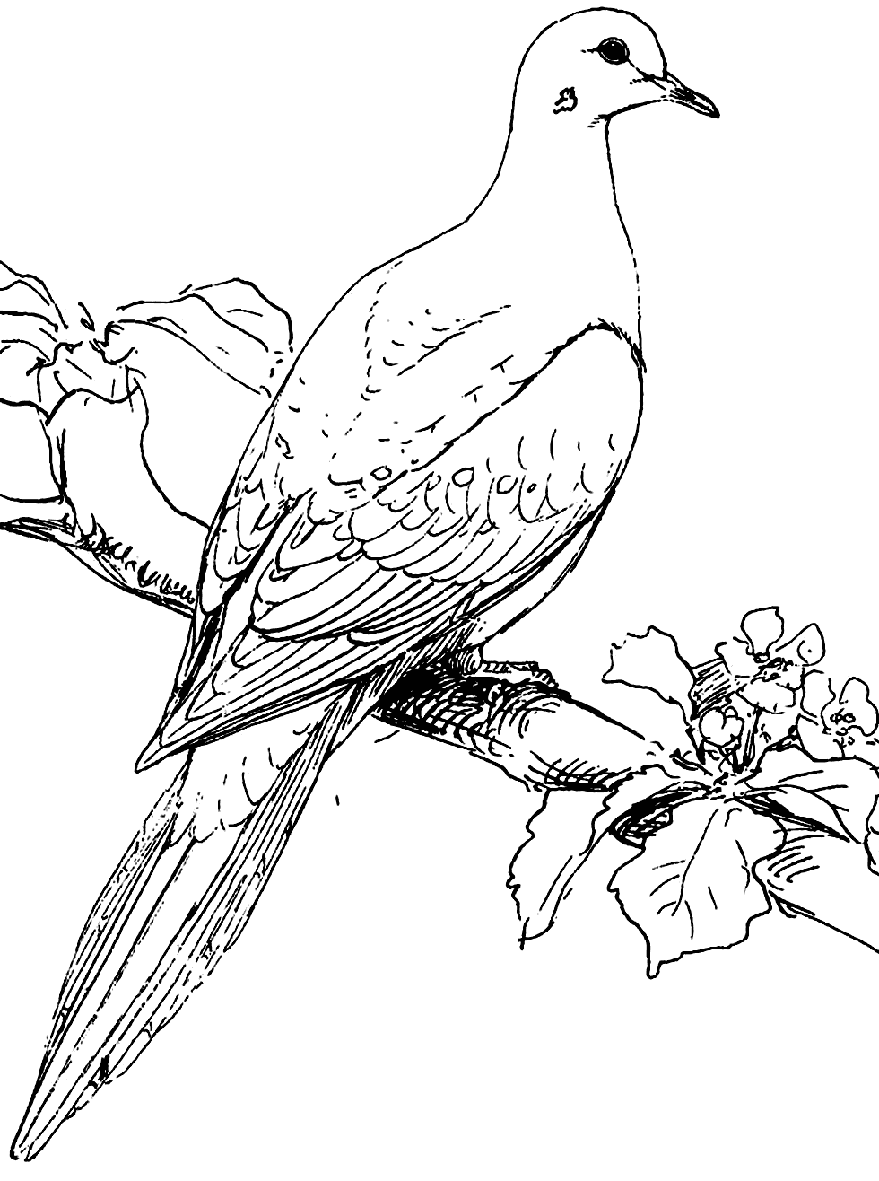 Beautiful Dove Coloring Pages