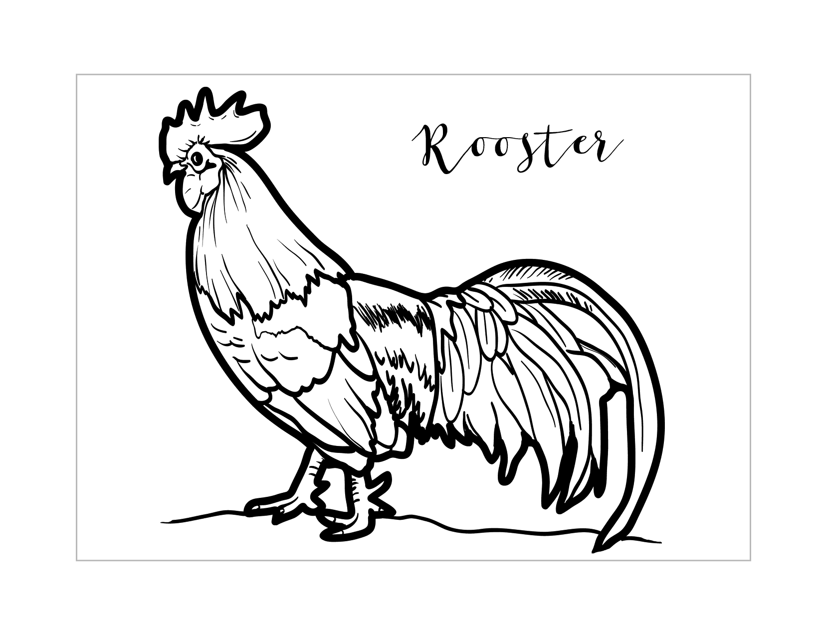 Beautiful Rooster Coloring Page