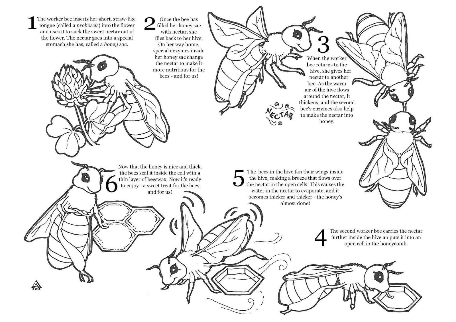 Bee Sheet to Color