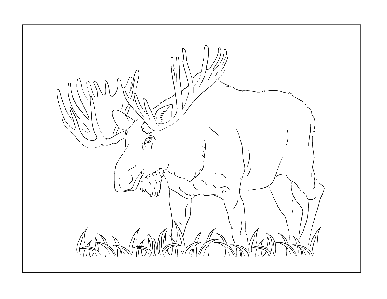 Big Moose Coloring Page