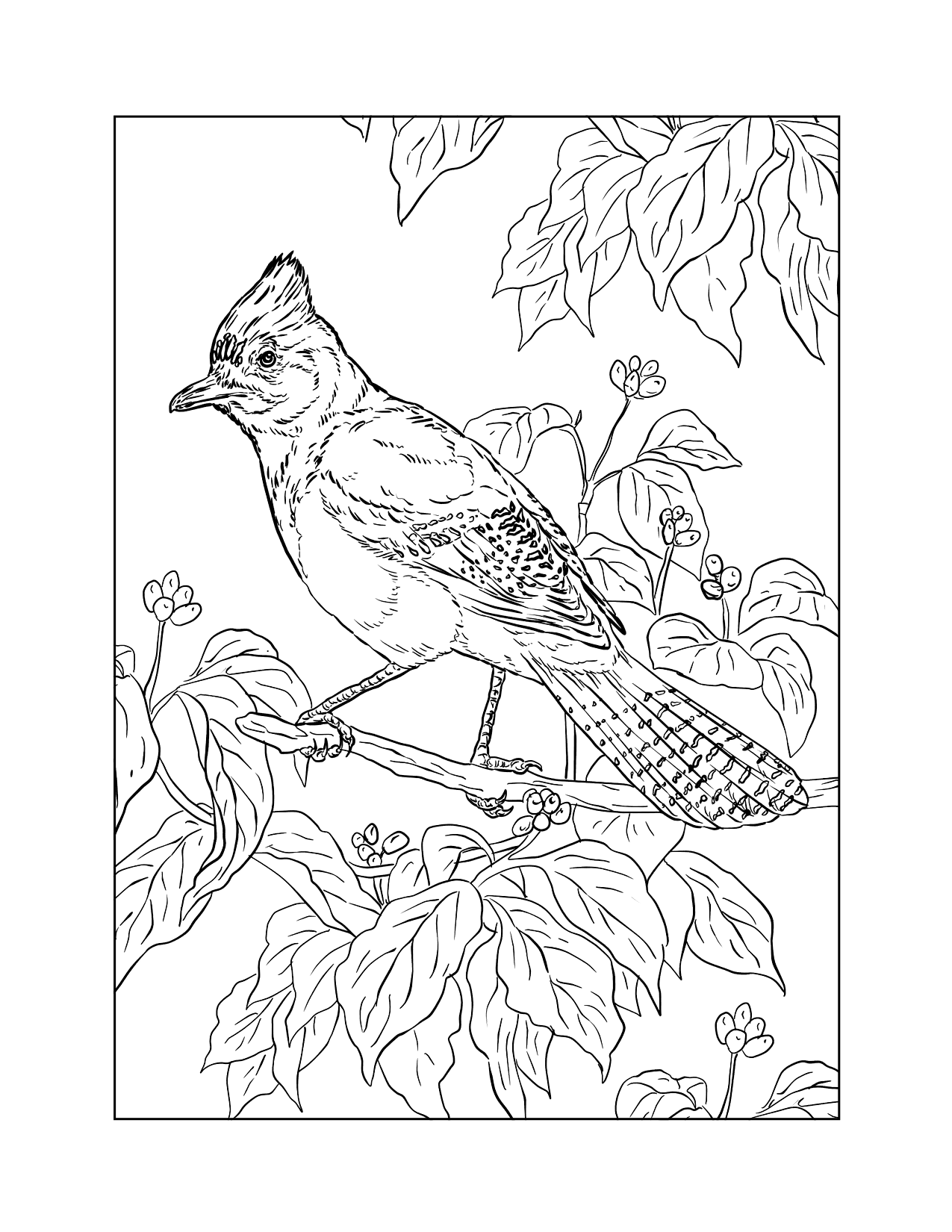 Blue Jay In A Tree Coloring Page