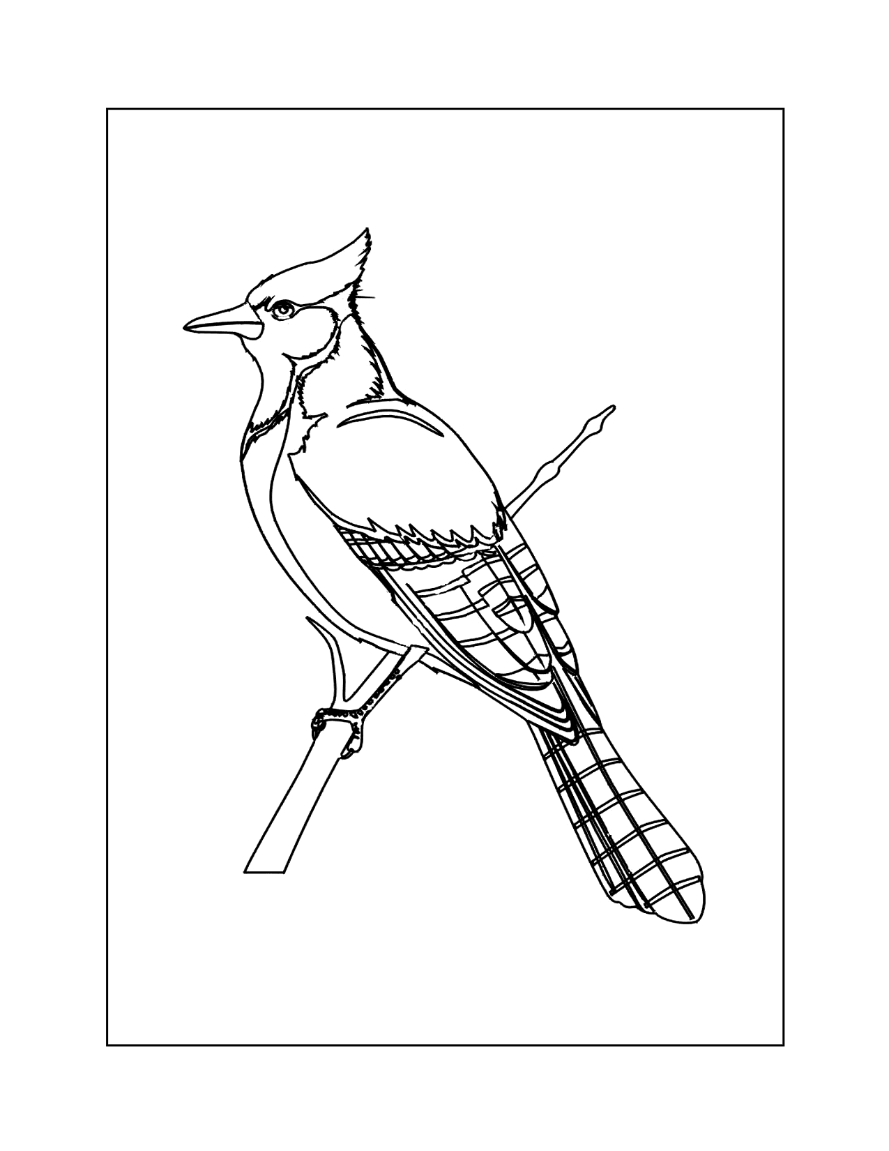 Blue Jay Printable Coloring Pages