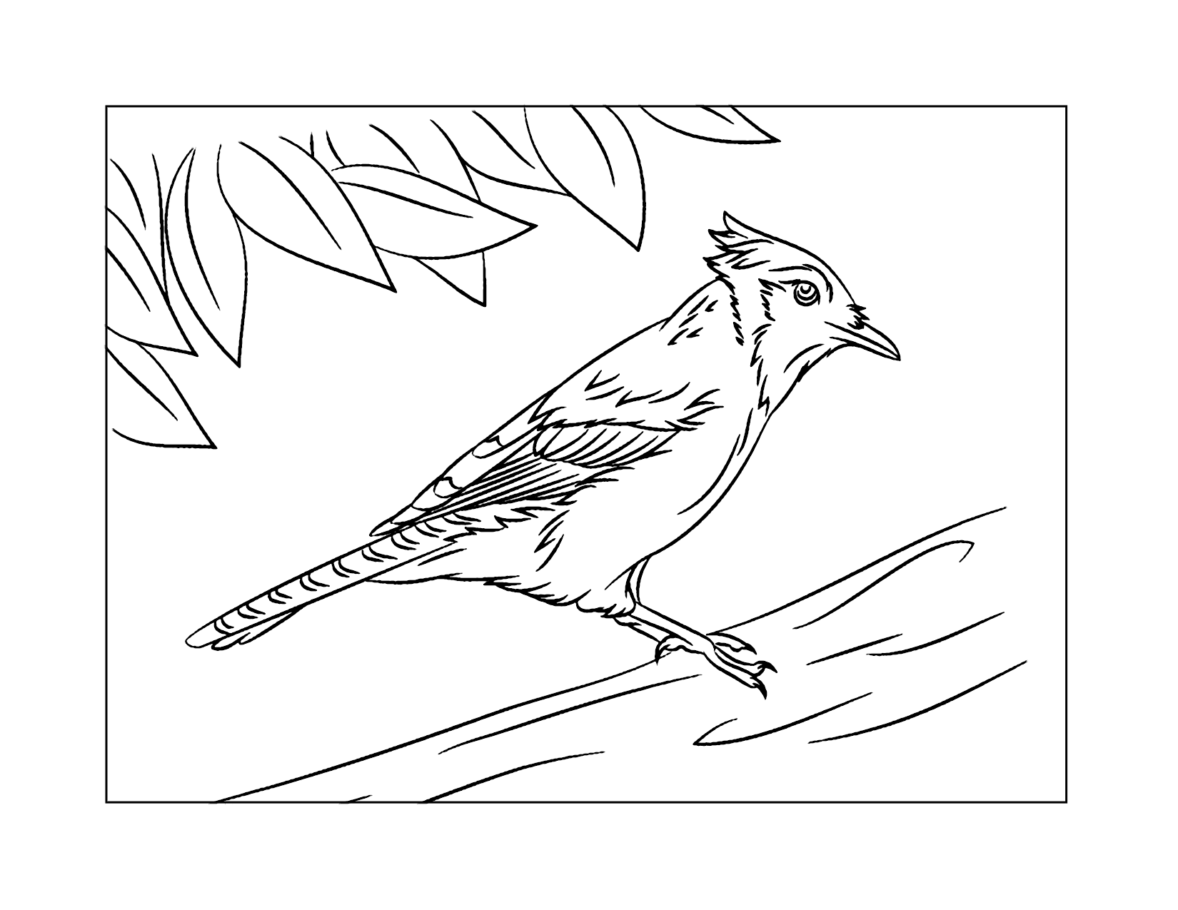 Blue Jay In Nature Coloring Page
