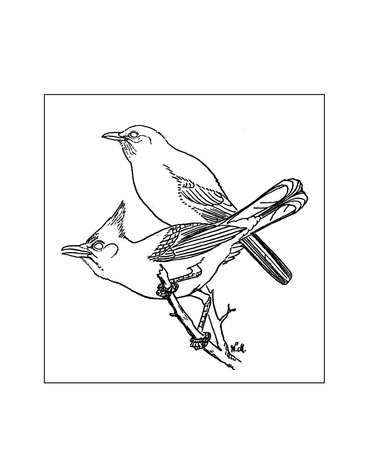 Blue Jays Coloring Page