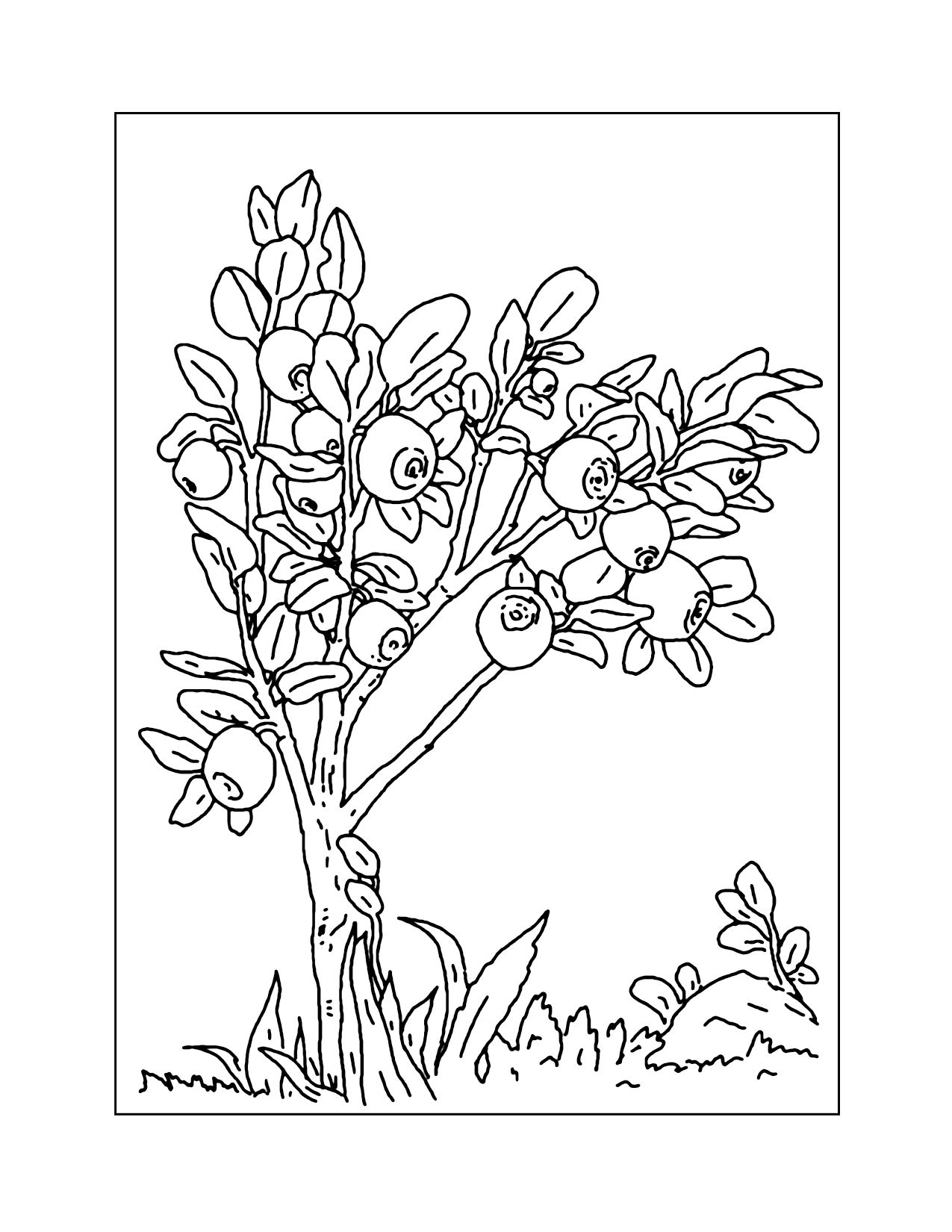 Blueberry Bush Coloring Page