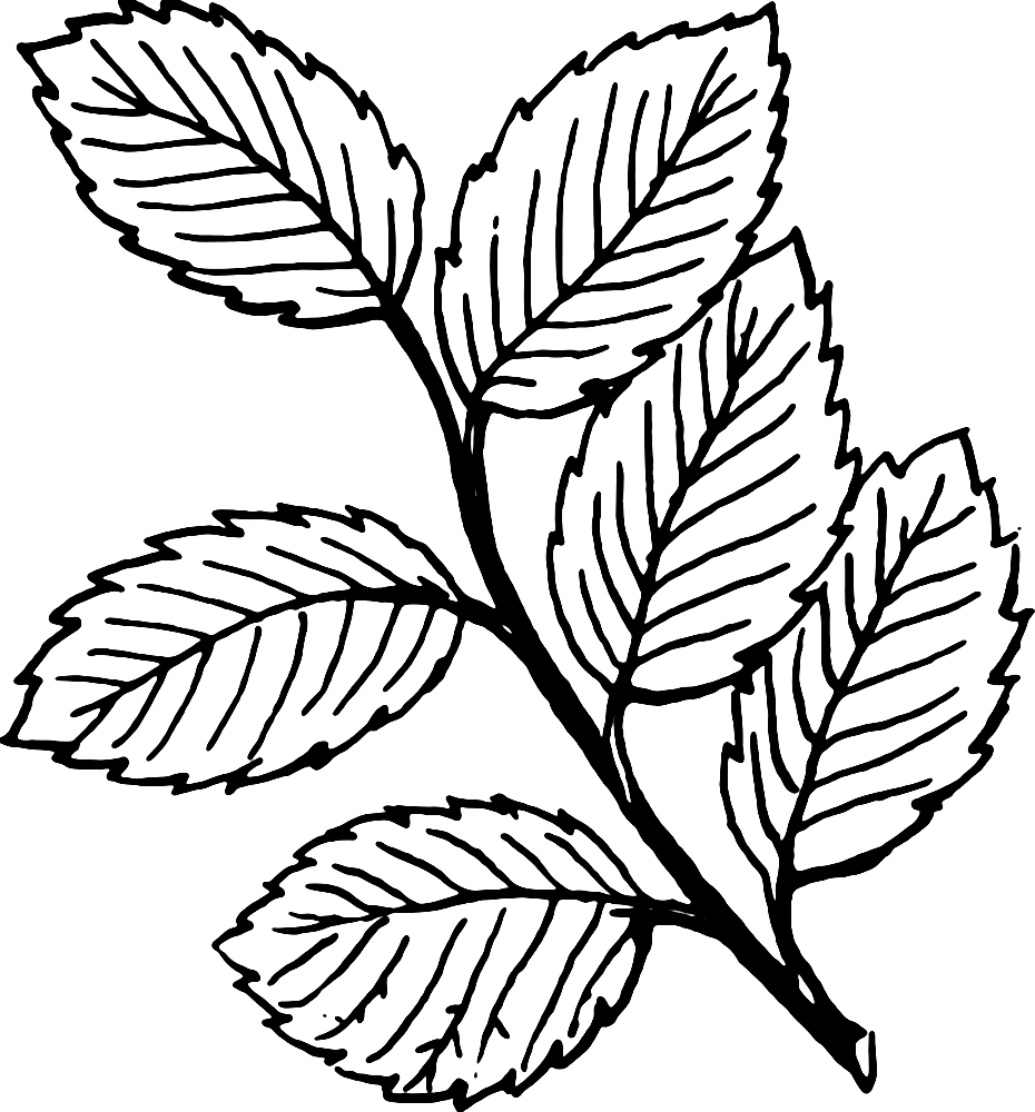 Branch With Leaves Coloring Page