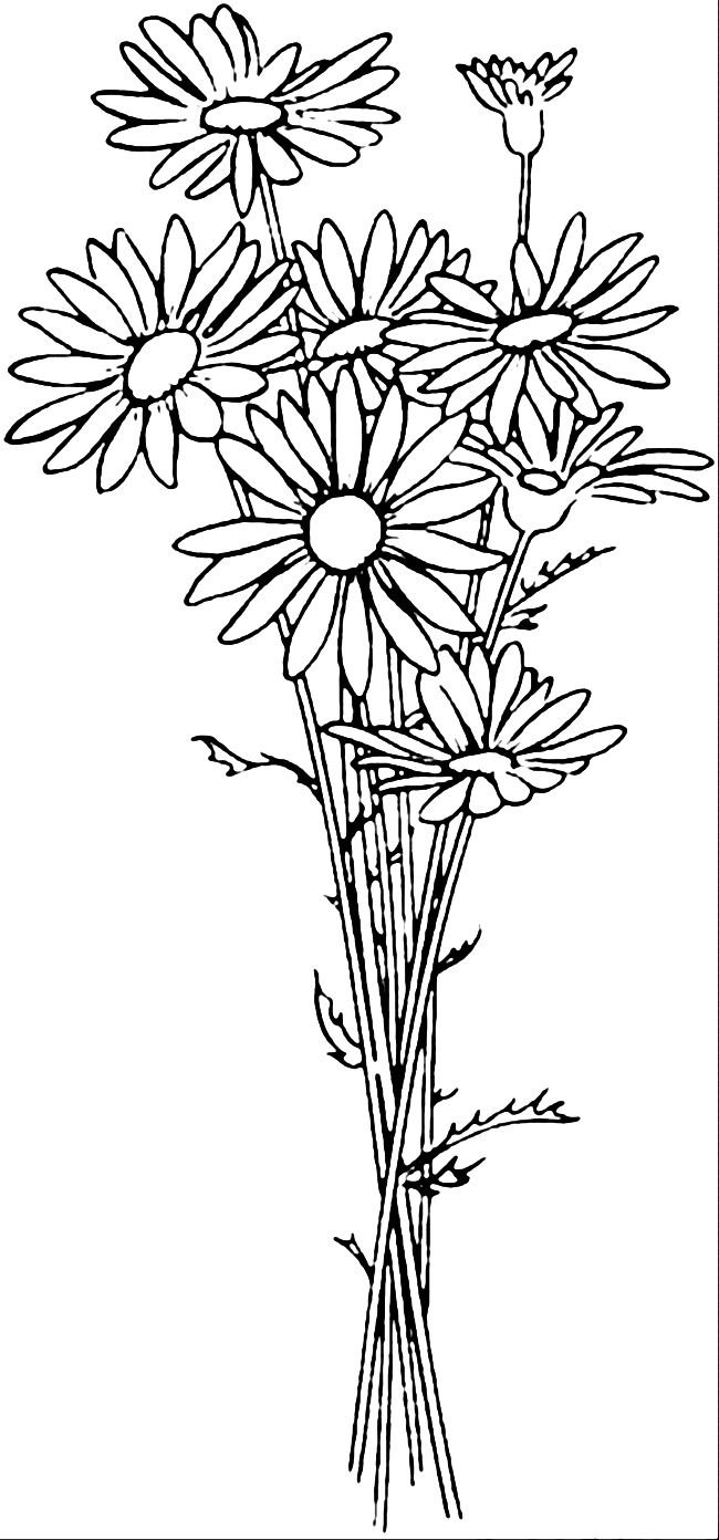 Bunch Of Daisies Coloring Page