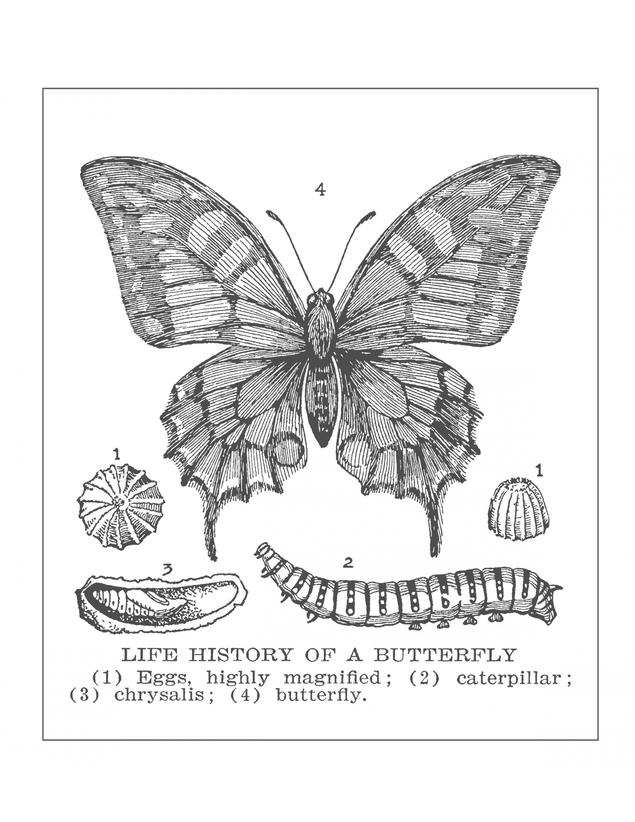 Butterfly Life History Printable Poster