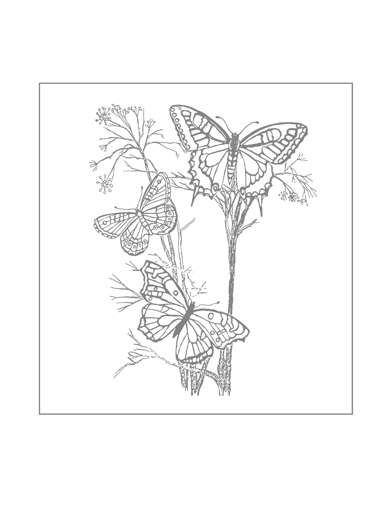 Butterfly Traceable Art For Drawing And Coloring