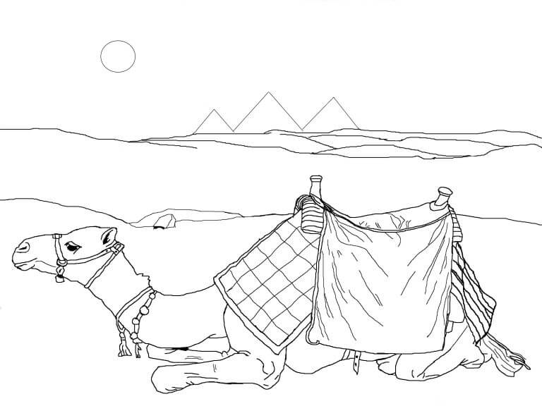 Camel Animal Coloring Pages2