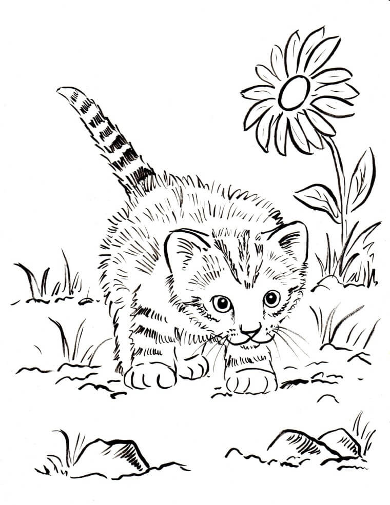 Cat Playing Kitten Animal Coloring Page