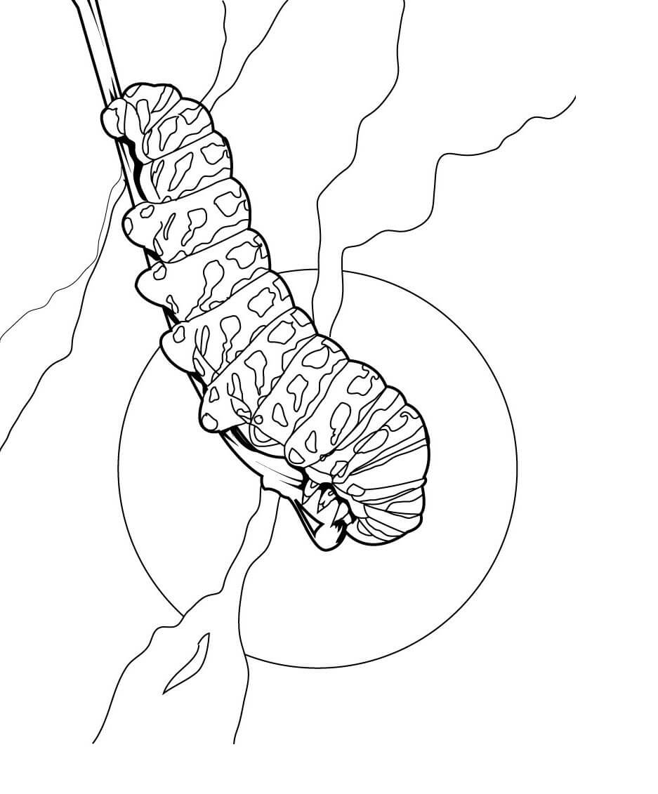 Caterpillar Coloring Page Printables