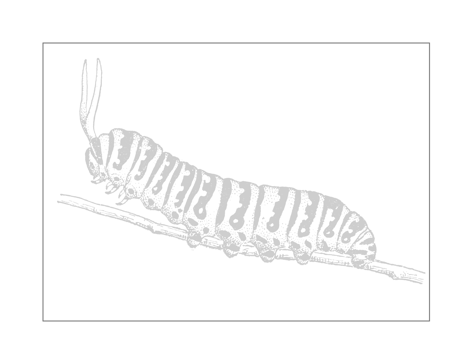 Caterpillar Traceable Coloring Page