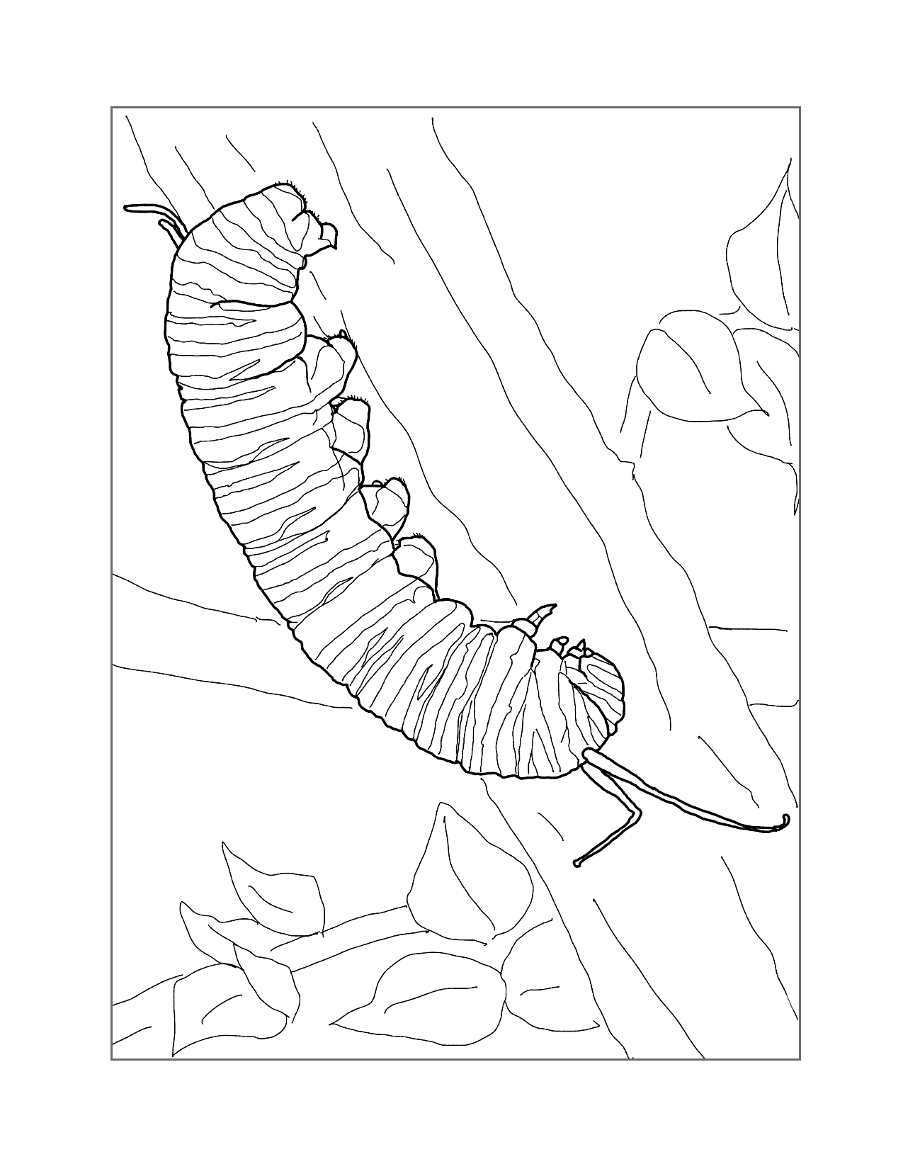 Caterpillar Of A Monarch Butterfly Coloring Page