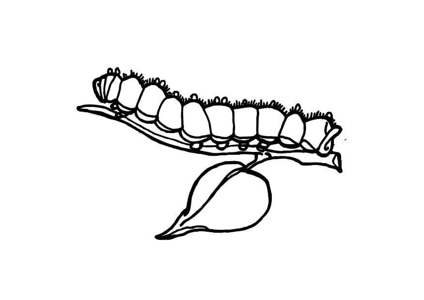 Caterpillar on Twig Coloring Page