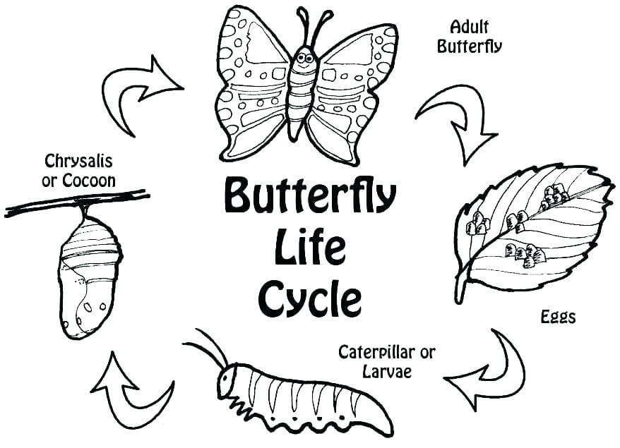 Caterpillar to Butterfly Life Cycle Sheet