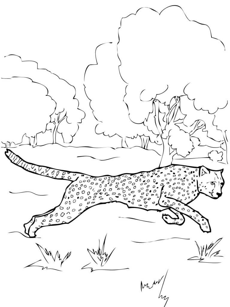 Cheetah Animal Coloring Pages