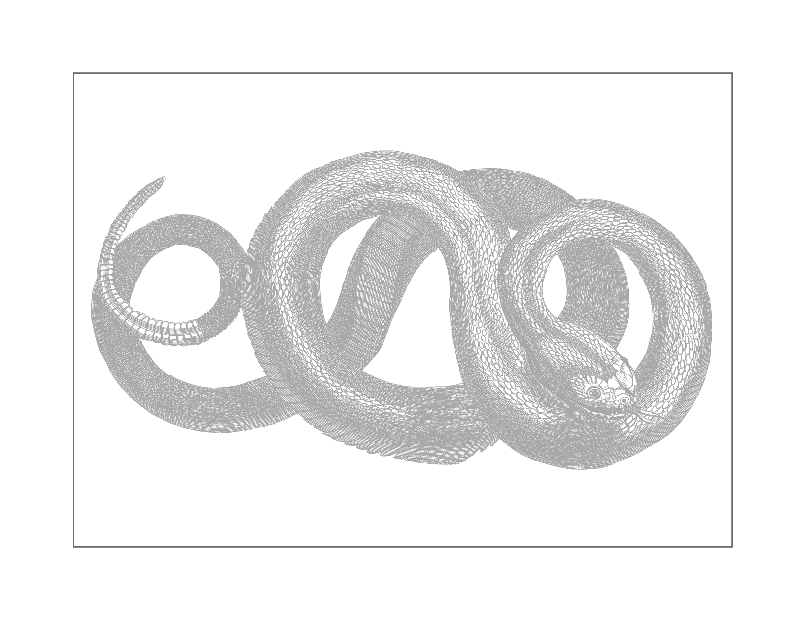 Coiled Traceable Rattlesnake Coloring Page