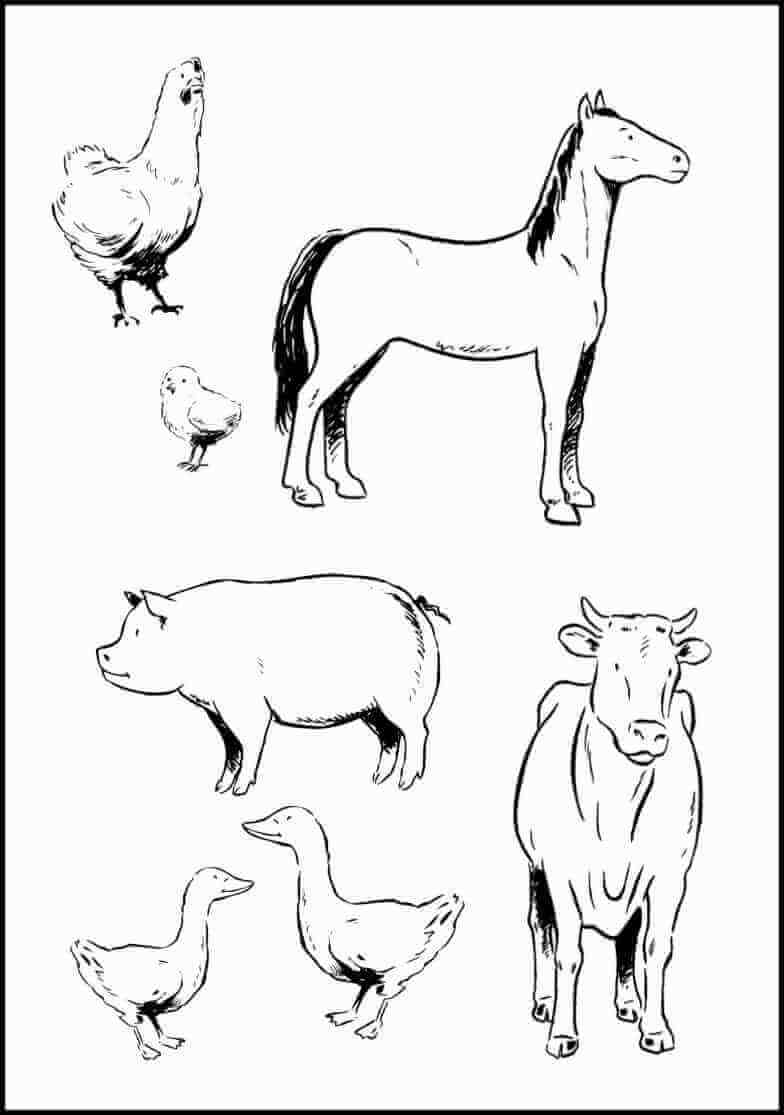 Color Farm Animals Coloring rocks 