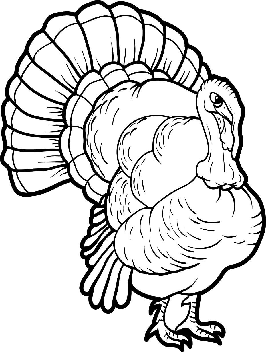 Cool Turkey Coloring Pages