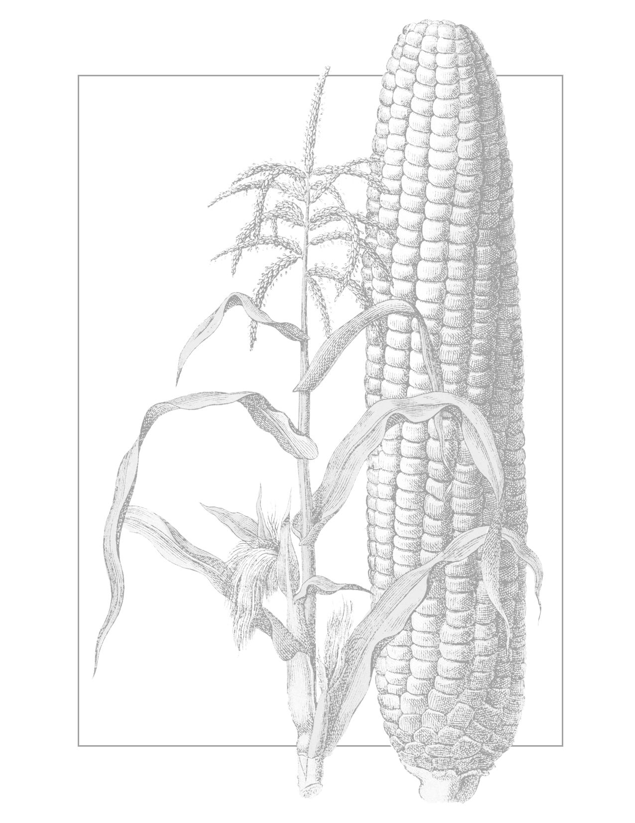 Corn Tracing Sheet To Color