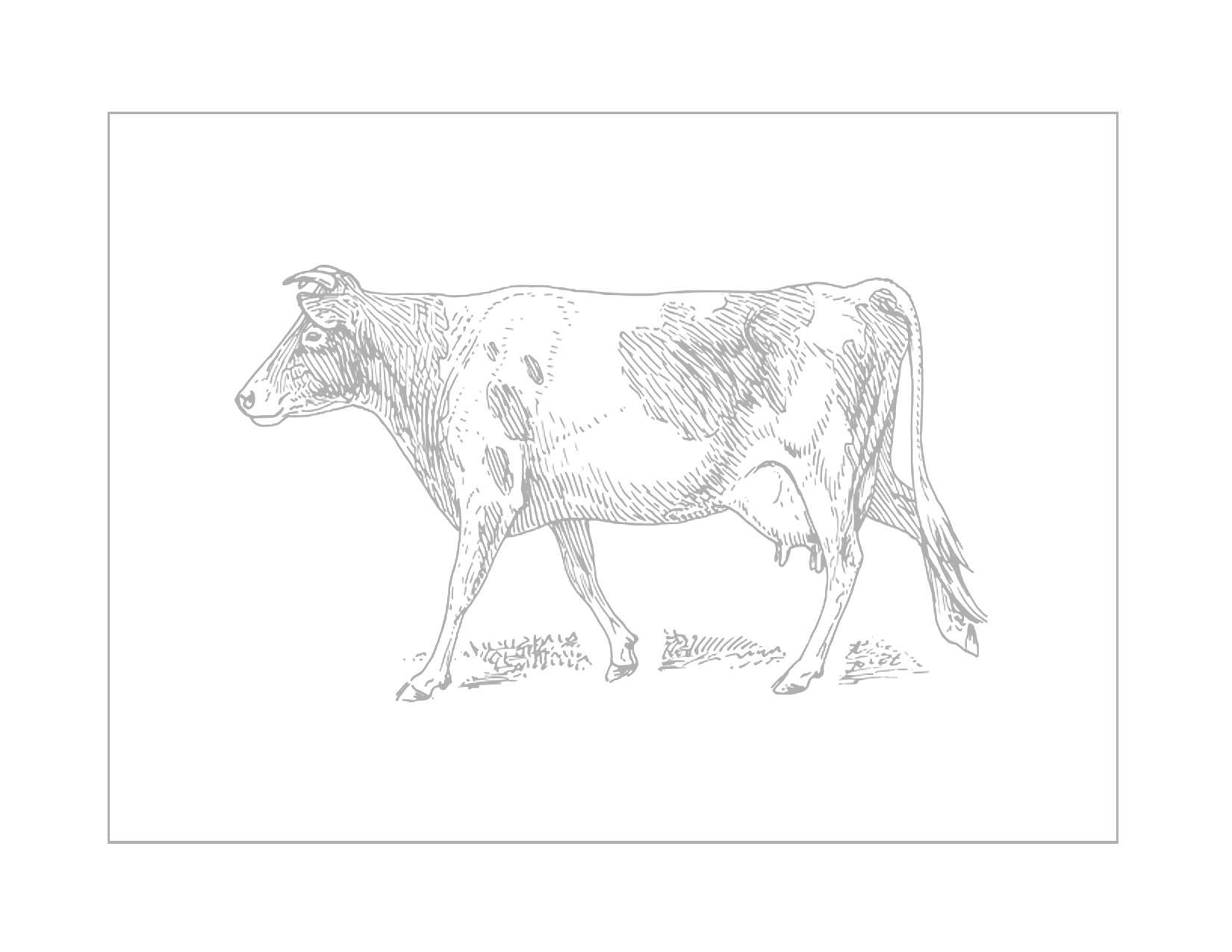 Cow Traceable Coloring Page