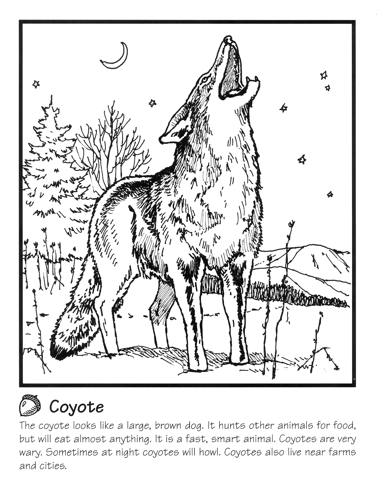 Coyote Coloring Info Sheet