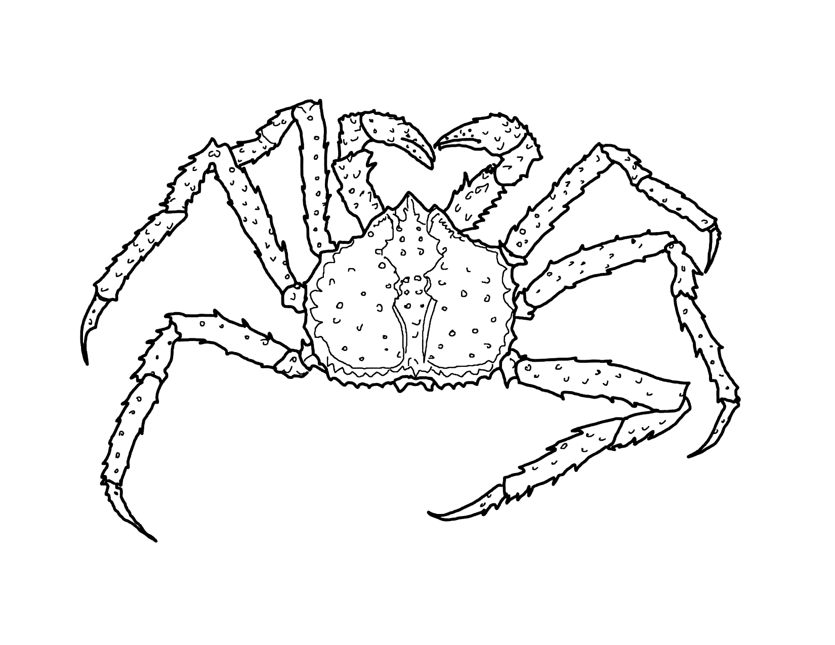 Crab With Long Legs Coloring Page
