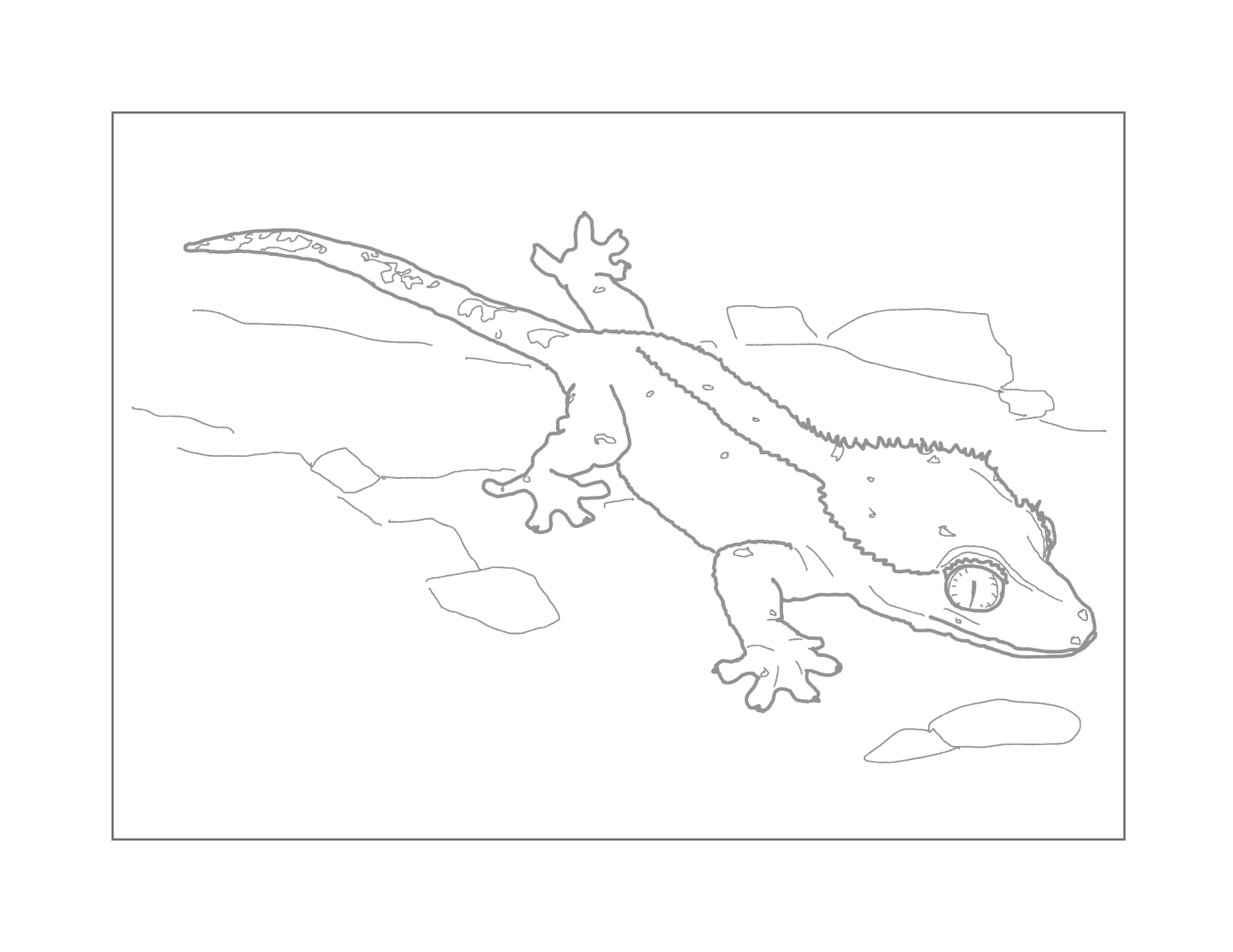 Crested Gecko Traceable Coloring Page
