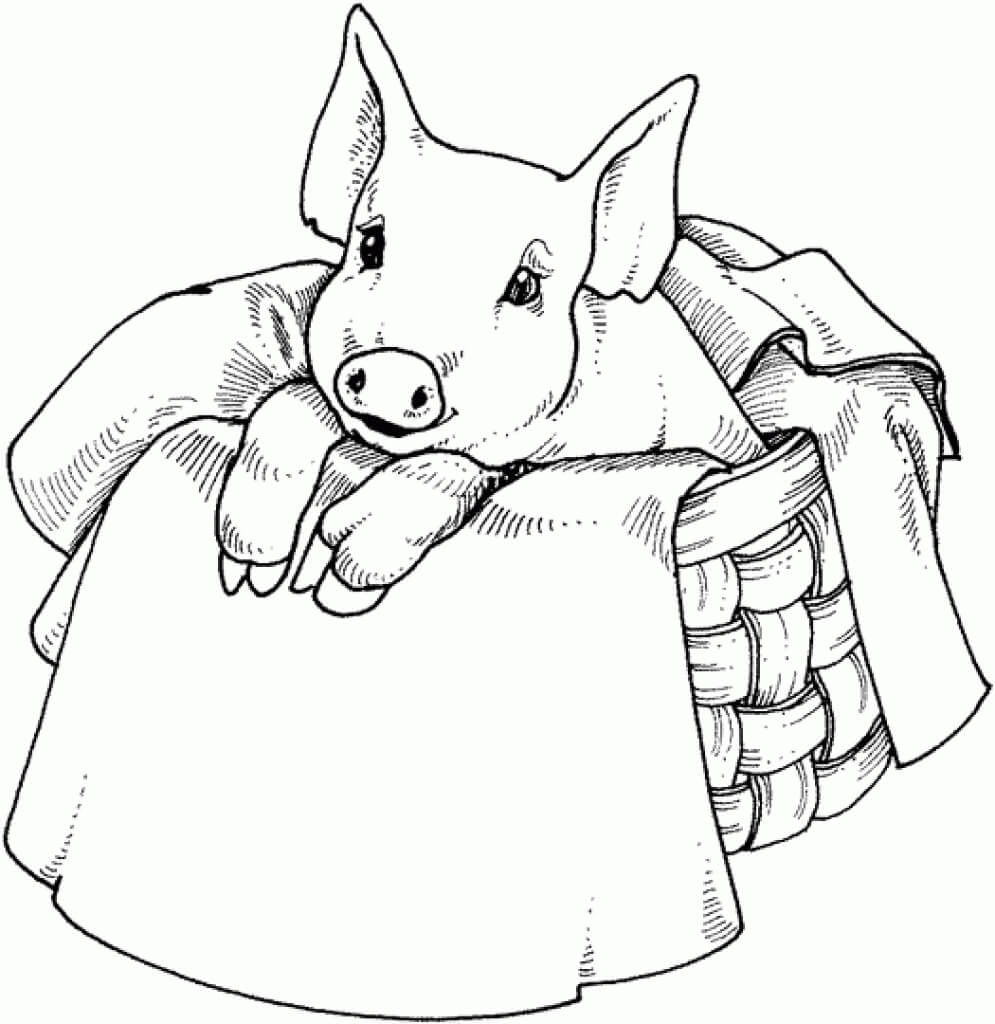 Cute Baby Pig Coloring Pages