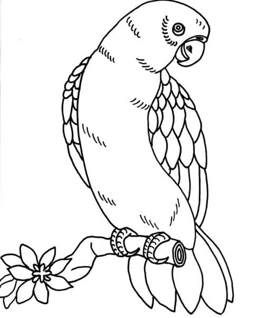Cute Parrot Coloring Page