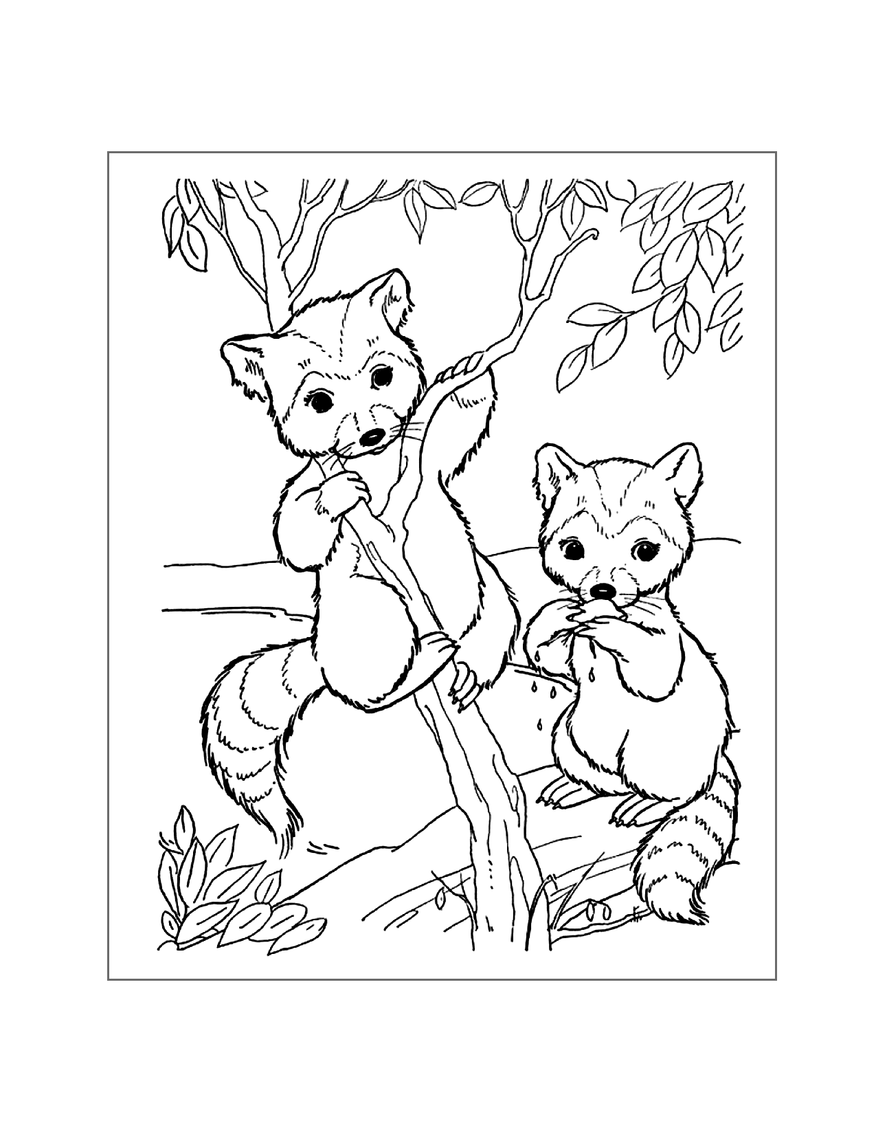 Cute Raccoon Coloring Pages