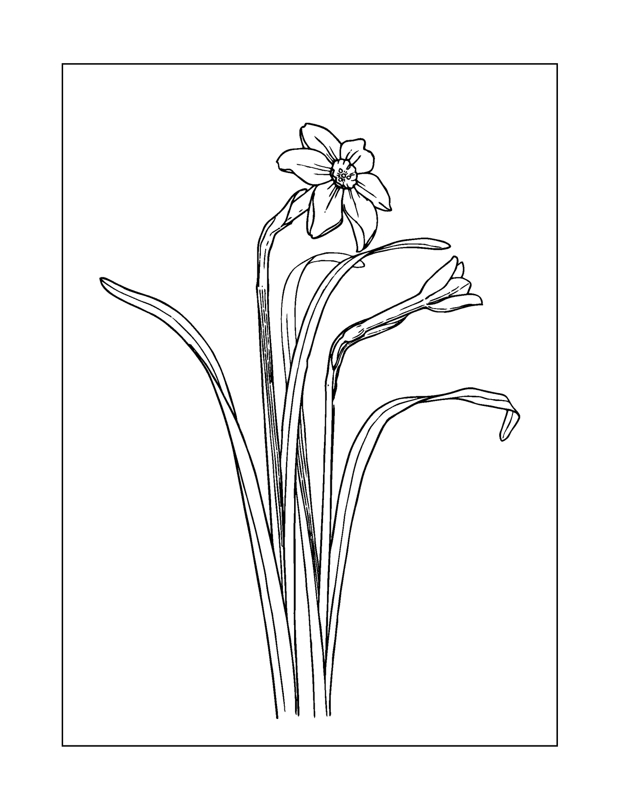 Daffodil Flowers Coloring Pages