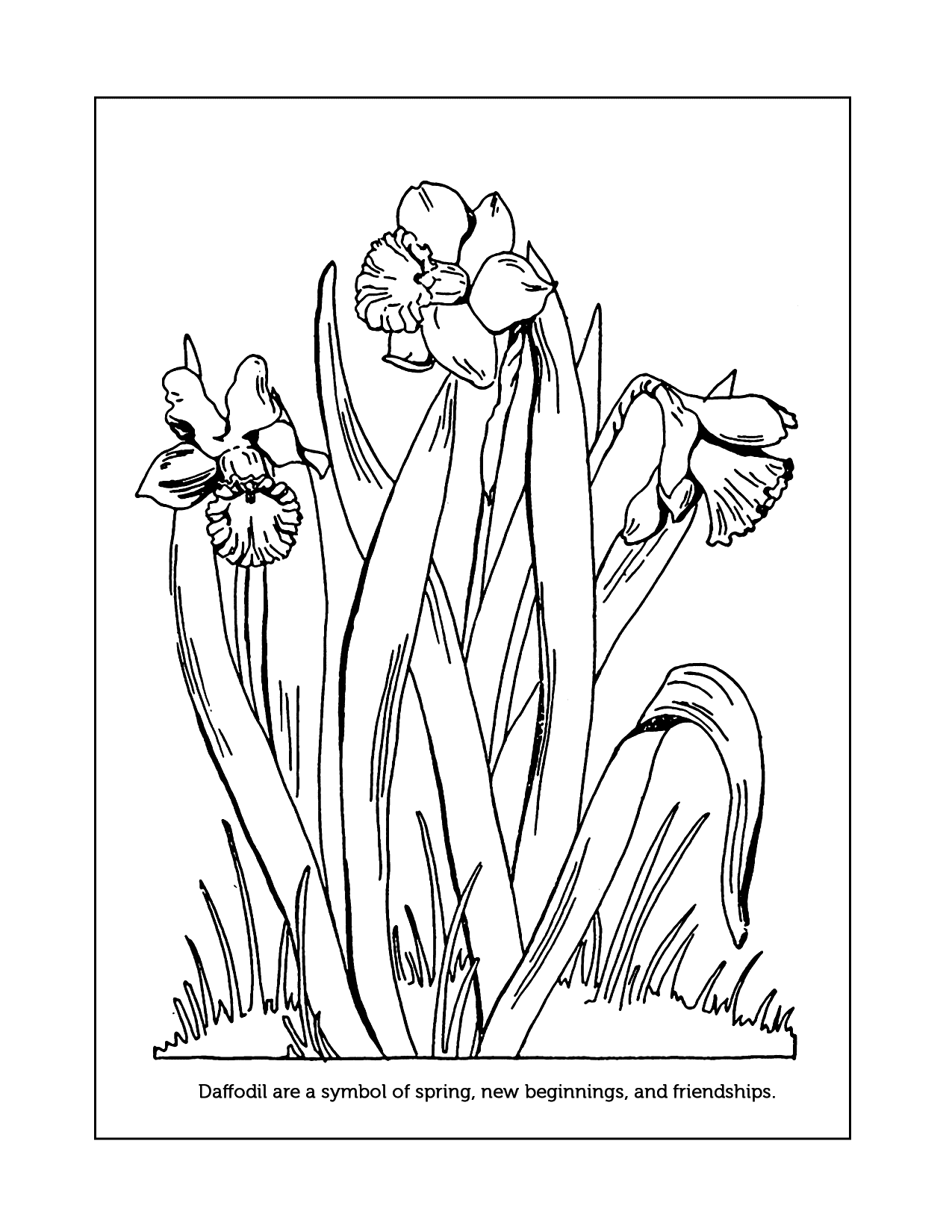 Daffodil Symbol Coloring Page