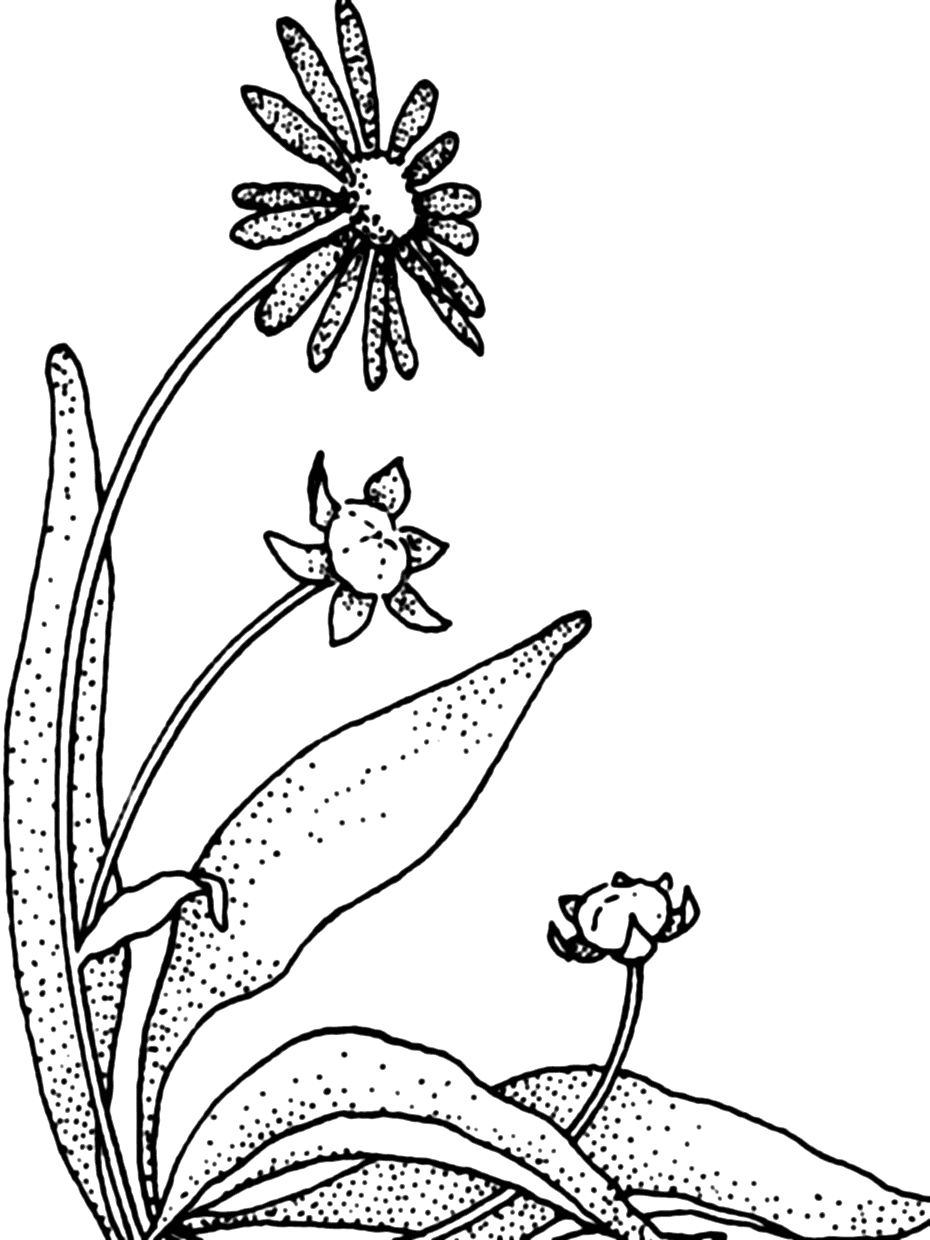 Daisy Art Coloring Page