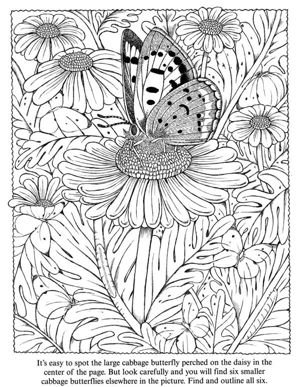 Daisy Butterfly Flower Coloring Page