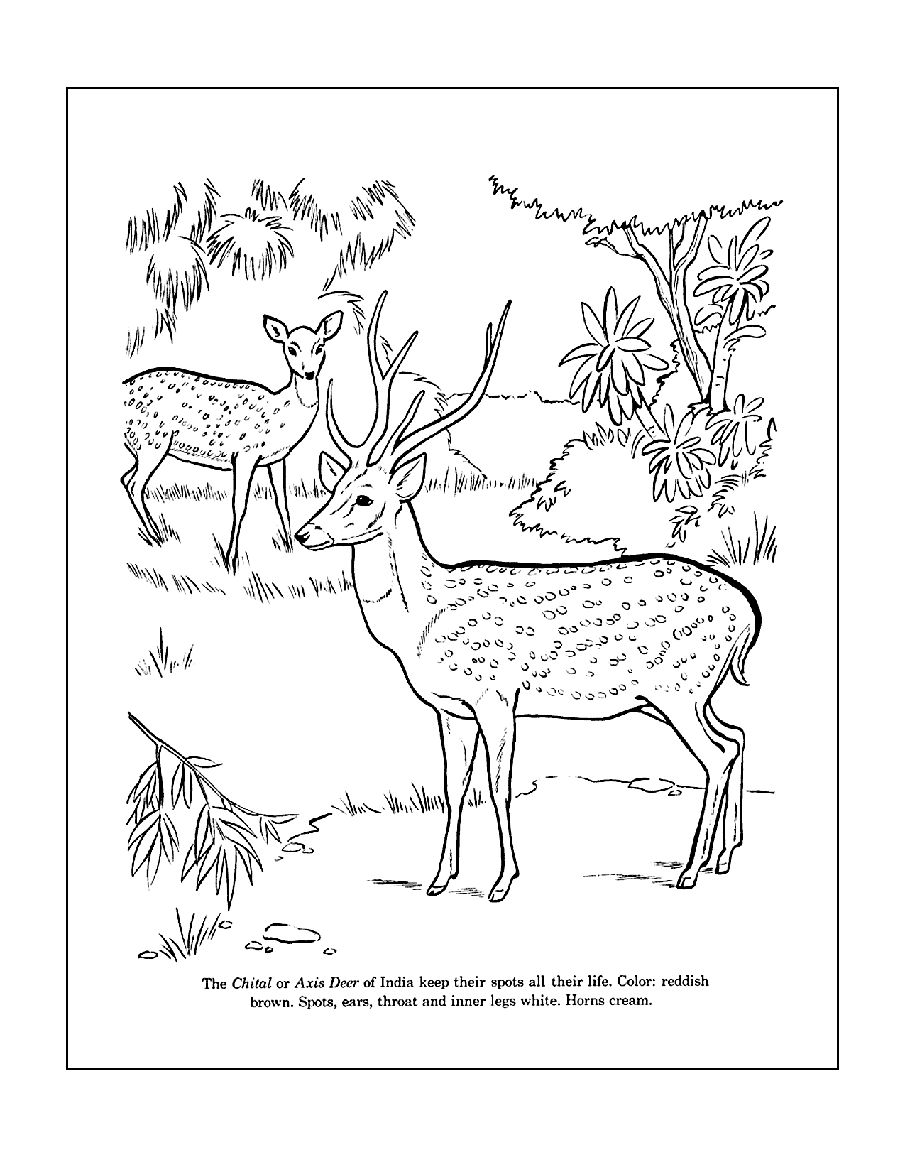 Deer Of India Worksheet