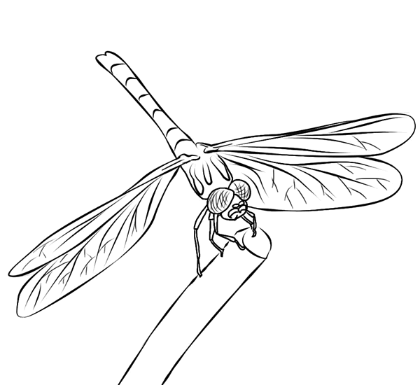 Easy Dragonfly Coloring Pages for Kids