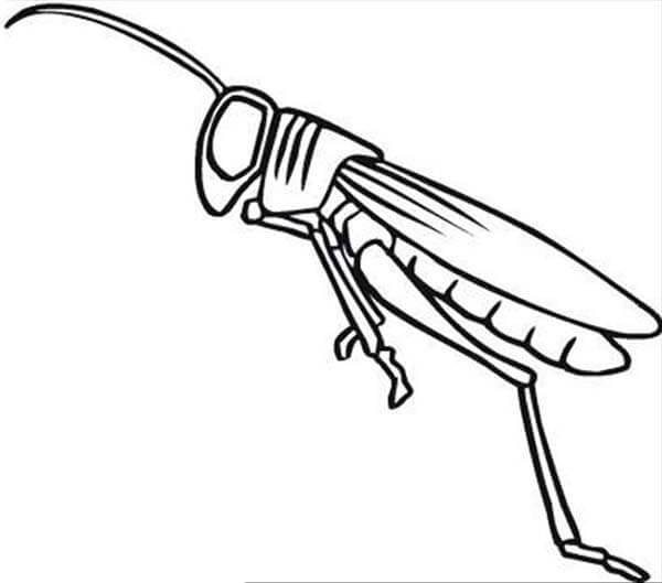 Easy Grasshopper Coloring Page