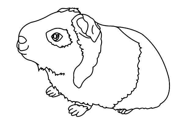 Easy Guinea Pig Coloring Page