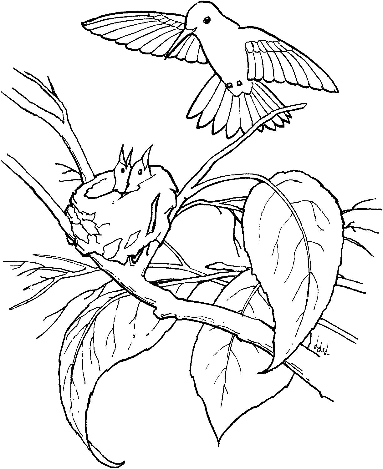Easy Hummingbird Coloring Pages
