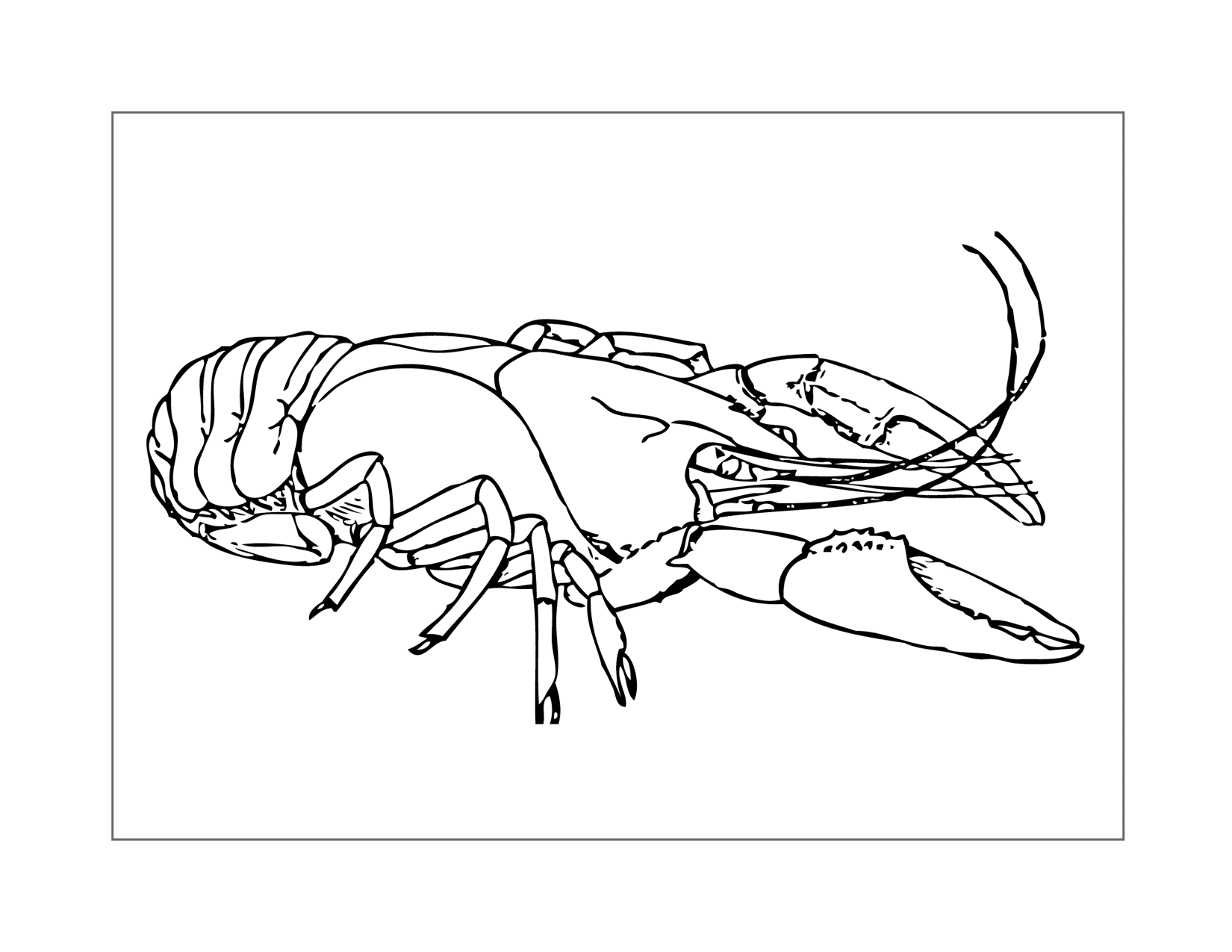 Easy Lobster Coloring Page