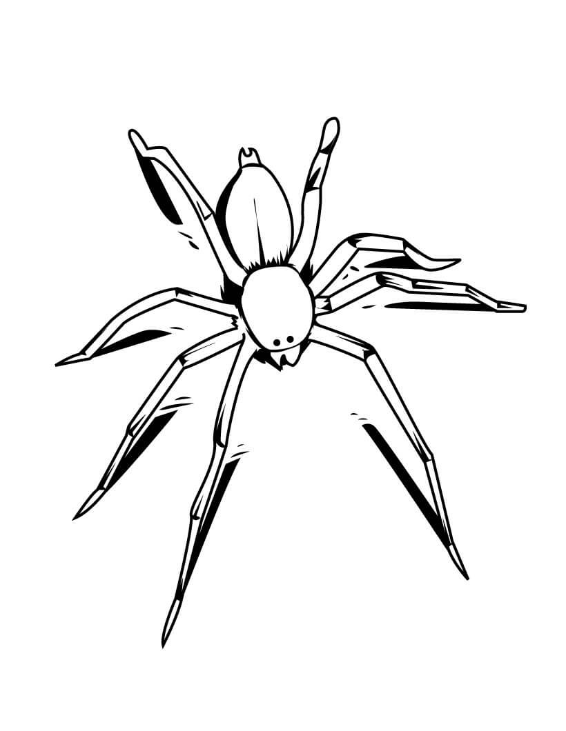 Easy Spider Coloring Pages