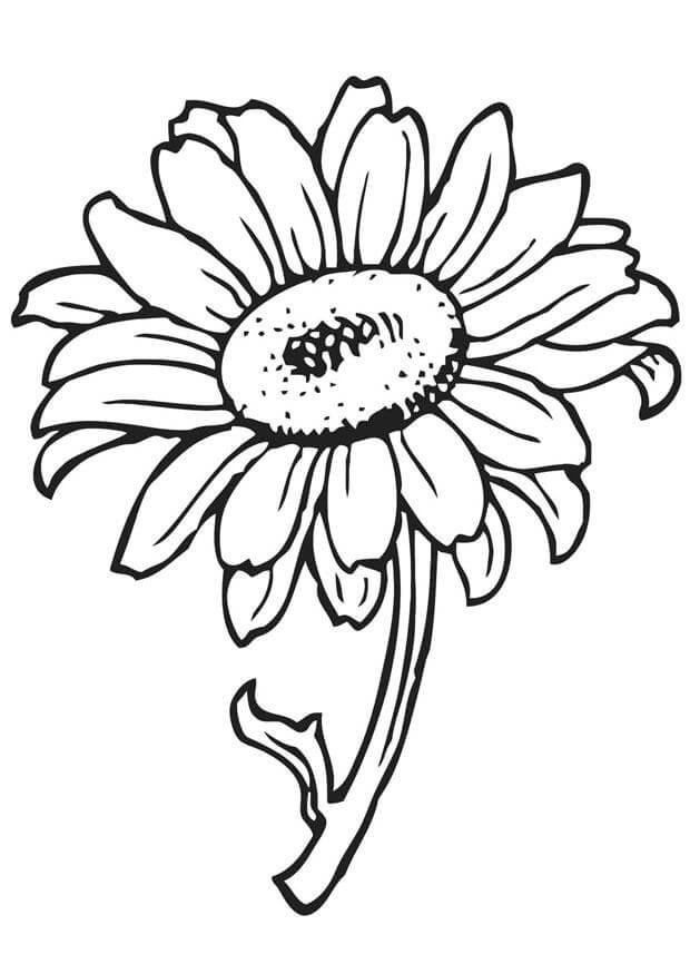 Easy Sunflower Coloring Pages For Preschoolers